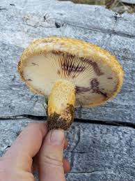 Attēlu rezultāti vaicājumam “Lactarius repraesentaneus”