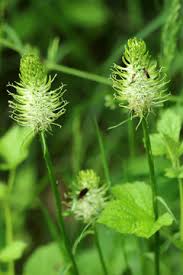 Attēlu rezultāti vaicājumam “Phyteuma spicatum flower”