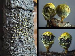 Attēlu rezultāti vaicājumam “Craterium aureum spores”