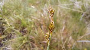 Attēlu rezultāti vaicājumam “Carex arenaria  flower”