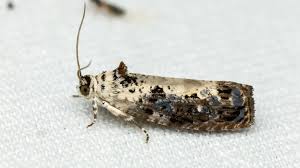 Attēlu rezultāti vaicājumam “Hedya salicella”