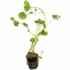 Attēlu rezultāti vaicājumam “Hydrocotyle vulgaris fruit”