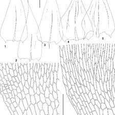 Attēlu rezultāti vaicājumam “Brachythecium salebrosum sporophyte”