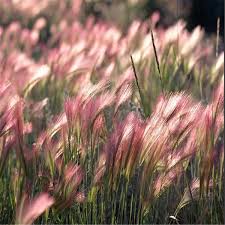 Attēlu rezultāti vaicājumam “Hordeum jubatum”