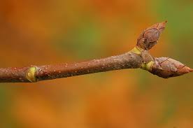 Attēlu rezultāti vaicājumam “Aesculus x hybrida bud”