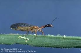 Attēlu rezultāti vaicājumam “Raphidioptera”