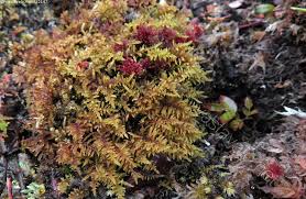 Attēlu rezultāti vaicājumam “Palustriella decipiens”