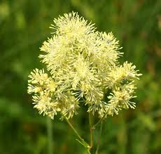 Attēlu rezultāti vaicājumam “Thalictrum lucidum”