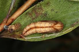 Attēlu rezultāti vaicājumam “Eulithis testata”