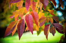 Attēlu rezultāti vaicājumam “Fraxinus pennsylvanica fruit”