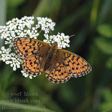 Attēlu rezultāti vaicājumam “Brenthis ino”