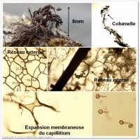Attēlu rezultāti vaicājumam “Stemonitis lignicola”