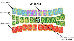 Image result for przyk adnica