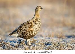 Image result for Tetrao tetrix