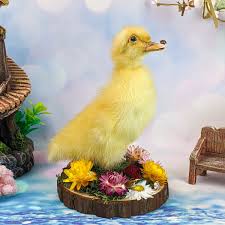 Attēlu rezultāti vaicājumam “Anas platyrhynchos juvenile”