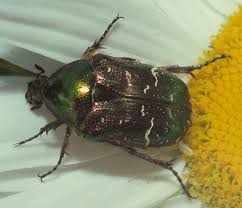 Attēlu rezultāti vaicājumam “Cetonia aurata imago”