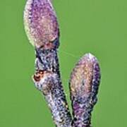 Attēlu rezultāti vaicājumam “Alnus glutinosa bud”