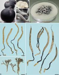 Attēlu rezultāti vaicājumam “Xylaria”