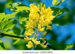 Attēlu rezultāti vaicājumam “Laburnum alpinum leaf”