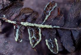 Attēlu rezultāti vaicājumam “Lamproderma violaceum”