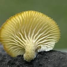 Attēlu rezultāti vaicājumam “Lentinus suavissimus”