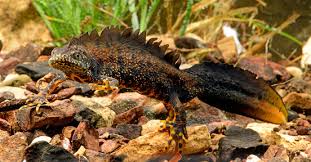 Attēlu rezultāti vaicājumam “Triturus cristatus”