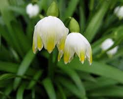 Attēlu rezultāti vaicājumam “Leucojum vernum var. carpathicum flower”