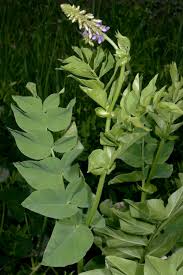 Attēlu rezultāti vaicājumam “Galega orientalis leaf”