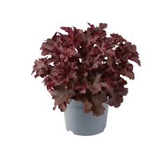 Image result for HEUCHERA americana 'Palace Purple Auslese'