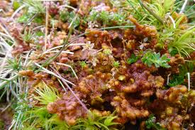 Attēlu rezultāti vaicājumam “Ptilidium pulcherrimum sporophyte”