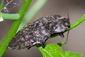 Attēlu rezultāti vaicājumam “Agrypnus murinus”