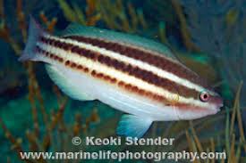 Image result for Scarus taeniopterus