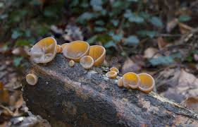 Attēlu rezultāti vaicājumam “Peziza vesiculosa”