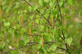 Attēlu rezultāti vaicājumam “Betula pendula”