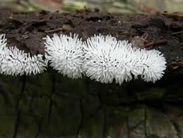 Attēlu rezultāti vaicājumam “Ceratiomyxa fruticulosa spores”