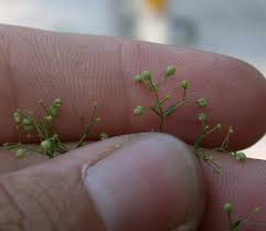Attēlu rezultāti vaicājumam “Galium schultesii fruit”