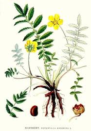 Image result for Potentilla anserina