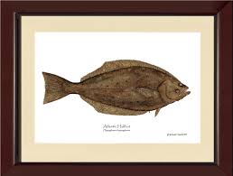 Image result for Hippoglossus hippoglossus