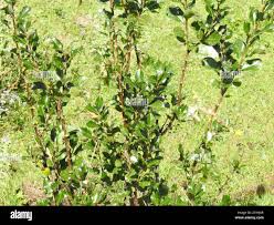 Attēlu rezultāti vaicājumam “Salix myrsinifolia”