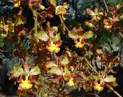 Attēlu rezultāti vaicājumam “Craterium aureum stalked”