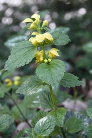 Attēlu rezultāti vaicājumam “Lamiastrum galeobdolon flower”