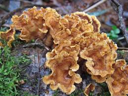 Attēlu rezultāti vaicājumam “Stereum hirsutum”