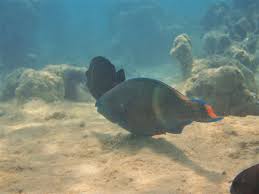 Image result for Scarus fuscopurpureus