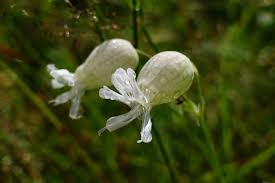 Image result for Silene vulgaris