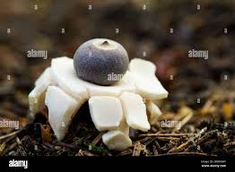 Attēlu rezultāti vaicājumam “Geastrum quadrifidum”