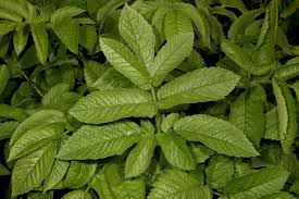 Attēlu rezultāti vaicājumam “Chaerophyllum aromaticum”