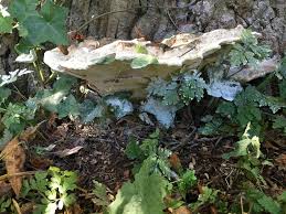 Attēlu rezultāti vaicājumam “Perenniporia subacida”