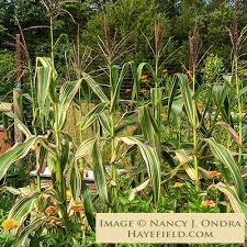 Attēlu rezultāti vaicājumam “Zea mays leaf”