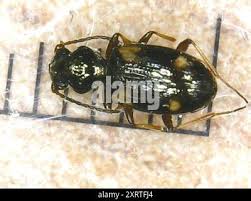 Attēlu rezultāti vaicājumam “Bembidion quadrimaculatum”