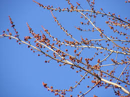 Attēlu rezultāti vaicājumam “Acer saccharinum bud”